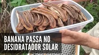 Fazendo  BANANA PASSA no DESIDRATADOR SOLAR
