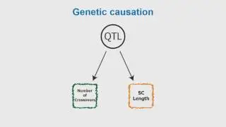 R Wang: Genetic analysis of an intermediate phenotype for recombination rate variation.