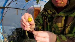 Участок Рика (эп. 85) Последний урожай