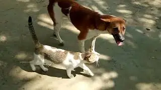 Heartwarming Dog and Cat Friendship, A True Unlikely Bond
