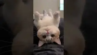 cuties😻#cats #cat #catlovers #shorts #short #shortvideo #shortsvideo #ytshort #ytviral #fyp #cutecat