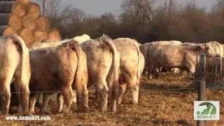 Néma Kft  2017. Akasztó Hungary