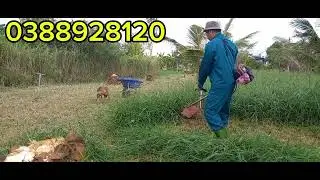 NUÔI BÒ TRỒNG CỎ NÀY BAO ĂN