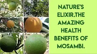 Sip, Squeeze, Smile. ✨😊 The Incredible Benefits of Sweet Lemon Mosambi.#mustwatch#healthbenefits#yt