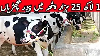 Holstien Friesian Jersey Hiefers | Gondal Mandi Attock | Pregnant Hiefers || Global Village Farming 