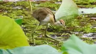 Bronze-Winged Jacana chick