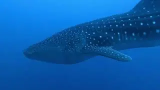 Surprise Whale Shark Encounter at Crystal Bay, Nusa Penida 🐋