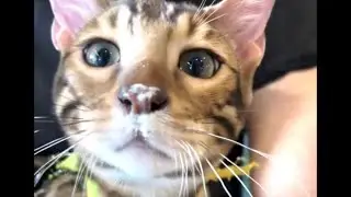 Socializing YOUR future Bengals #apurfectbengal #bengalcat #cat #kitten #exotic