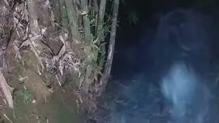 Apes