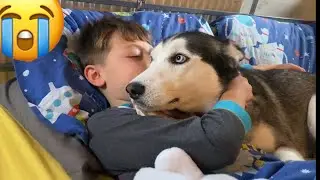 Stubborn Husky Argues With Dad! Then Refuses To Stop Cuddling!! [HUSKY SPEAKS!]