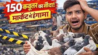 Market Se 150 Kabutar Lene Agye😍|| New Kabutar Le Liye🕊️ Il Typetsvlog || #kabutar #vlog #petsvlog 