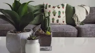 Indoor Plant that do no require water and sunlight | Bamboo Plant | Link | Japneet Singh
