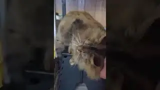 Hope for Willow: Saving a Brave Cat's Life
