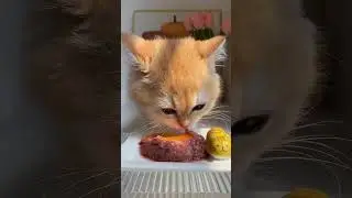 Little Cat Immersed In Eating Raw Meat Stained Egg Yolk #shorts #kitten #cats