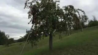Äpfel schütteln