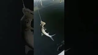 Ladyfish Everywhere #saltwaterfishing #fishing #florida