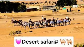 #Desert safari Dubai#winter#camelride#🐫🐫🐫🐫🐪🐪