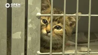 010nu - Elke dag Dierendag bij Stichting Zwerfkatten Rijnmond