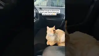 Peak entitlement: front seat only.#CatShorts #FunnyCats #SpoiledCat #CatLife #PetShorts