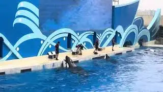 Orca show Shanghai aquarium: are you ready?