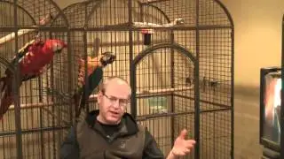 Moe, Retraining An Aggressive Blue and Gold Macaw