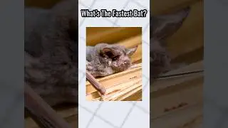 WhatsTheFastestBat?