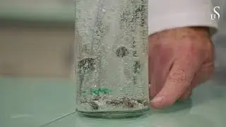 Dansende rosiner