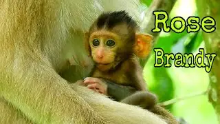 Fresh day Rose Bring Baby Brandy go for a walk around green grass Garden and find some food