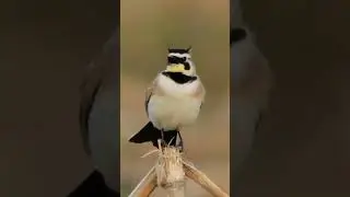 Horned lark (Eremophila alpestris)