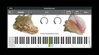 Rare Percussion Series - Conch Shell (Caracol)
