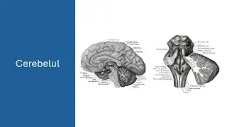 Cerebelul - Barron's - Admitere la Medicină
