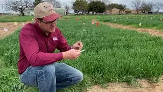 When to Remove Livestock from Dual Purpose Wheat
