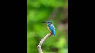 Common Kingfisher #shorts #kingfisher