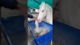 Ghode ko Ghas chara chane Khila rahe hai 🐎🐎 #ghoda