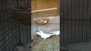 #dove #quality #birds #short #shorts #viral #trending #youtube #youtubeshorts Life With Noman Khan