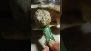cactus sound 🌵 #shorts #asmr #turtle #tortoise #sulcata #animals #pets #feedshorts #eating #mukbang