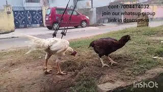 Shamo bird in my farm