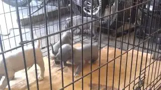 Bluefawn pitbull puppies