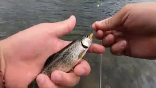 Kings River Trout Fishing 8/30/25