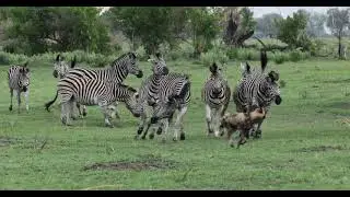 What happens when a small herd of zebras find a pack of 16 wild dogs.