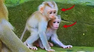Oh, so lovely baby monkey Jacee playing with tiny baby monkey Lynx.