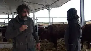 Des vaches logées en Roundhouse®