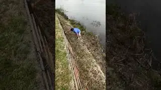Невероятный удар с отскоком от земли на поле для гольфа Cobblestone в Акворте, штат Джорджия #шор...