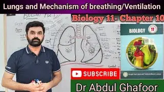 Lungs & Mechanism of breathing/Ventilation||Biology 11||New National Curriculum||Dr Abdul Ghafoor