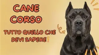 CANE CORSO: IL GIGANTE DOLCE CHE TUTTI TEMONO!