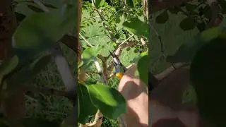 Como Fazer a Poda do Ara&ccedil;&aacute; para ele Produzir Muito Com Qualidade