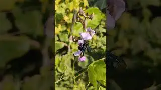 কালো কাঠ-ভোমরা (Xylocopa latipes/Tropical Carpenter Bee)