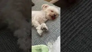 Cute white puppy sleeping peacefully