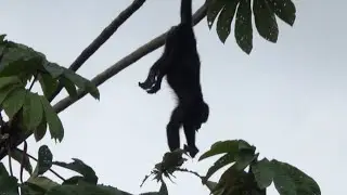 Congos (Alouatta palliata) comiendo hojas.