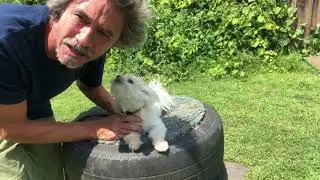 Teach Dog Down ( No Food Dog Training)